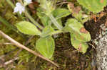 Common gypsyweed